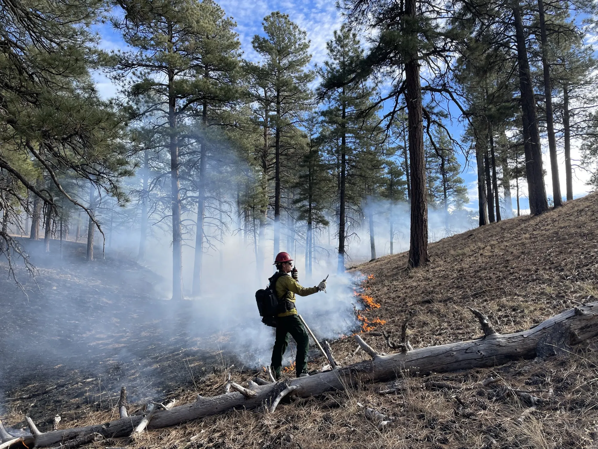 A firefighter in a pine forest using a handheld radio